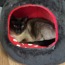 Thumbnail photo of Remi #4