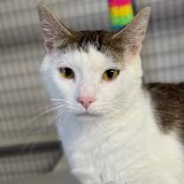 Thumbnail photo of Gingy #4