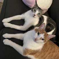 Thumbnail photo of Cosmo & Rio #1