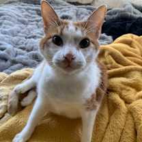 Thumbnail photo of Cosmo & Rio #2