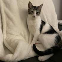 Thumbnail photo of Cosmo & Rio #3