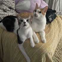 Thumbnail photo of Cosmo & Rio #4