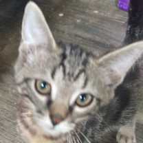 Thumbnail photo of Simon #2