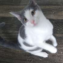 Thumbnail photo of Wonka #2