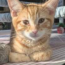 Thumbnail photo of Pumpkin #1