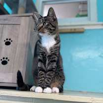 Thumbnail photo of Socks #2