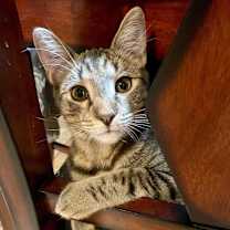 Thumbnail photo of Bob ⭐️PROMOTION⭐️ Minions Litter #1