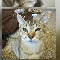 Thumbnail photo of Luke & Han (Bonded Pair) ⭐️Fully Sponsored #3