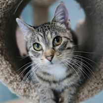 Thumbnail photo of Hex #2