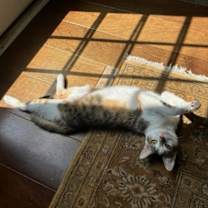 Thumbnail photo of Tabitha Twitchit #4