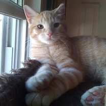 Thumbnail photo of Chester #2