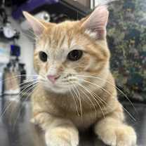 Thumbnail photo of Chester #3