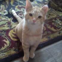 Thumbnail photo of Chester #4