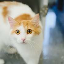 Thumbnail photo of Mirabelle #4