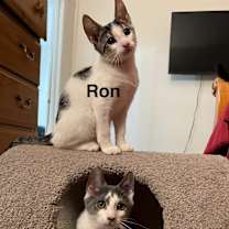 Thumbnail photo of Draco Meowfoy #4