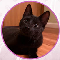 Thumbnail photo of Duke Silver #1