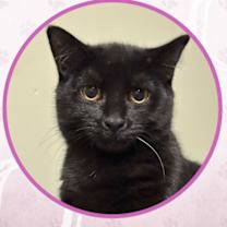 Thumbnail photo of Smart Car #1