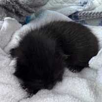 Thumbnail photo of Smart Car #2