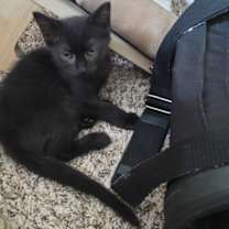 Thumbnail photo of Smart Car #3