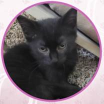 Thumbnail photo of Smart Car #4