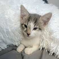 Thumbnail photo of Sandy and T-bird #4