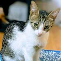 Thumbnail photo of Grease #1