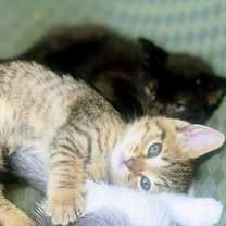 Thumbnail photo of Grease #4