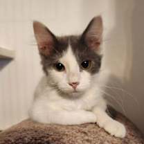 Thumbnail photo of Ollie - Felv+ #1