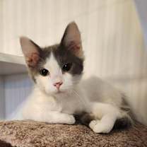 Thumbnail photo of Ollie - Felv+ #2