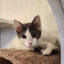 Thumbnail photo of Ollie - Felv+ #3