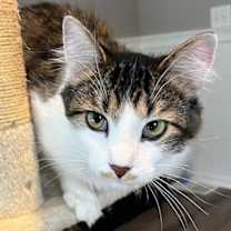 Thumbnail photo of COWBOY #3