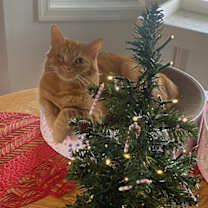 Thumbnail photo of Grace #4