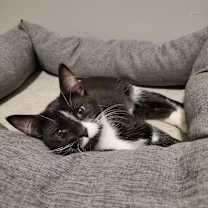 Thumbnail photo of Boogerella #4