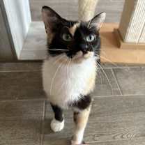 adopt-pet