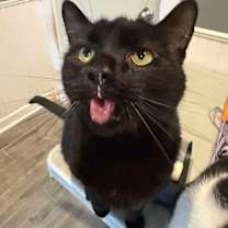adopt-pet