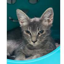 adopt-pet