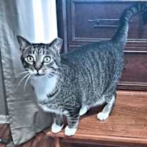 Thumbnail photo of Loki #1