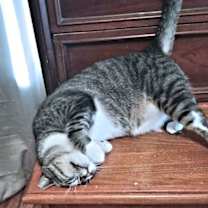 Thumbnail photo of Loki #3