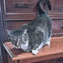 Thumbnail photo of Loki #2