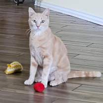 Thumbnail photo of Sahara #1