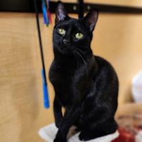 Thumbnail photo of Tweety Pie #1