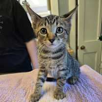 Thumbnail photo of Barbossa #1