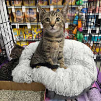 Thumbnail photo of Barbossa #2