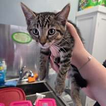 Thumbnail photo of Barbossa #3