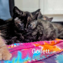 Thumbnail photo of Collett #2