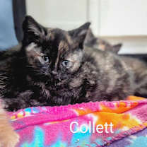 Thumbnail photo of Collett #3