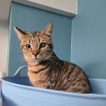 Thumbnail photo of Egg Roll #1