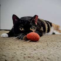 Thumbnail photo of Breeze #3