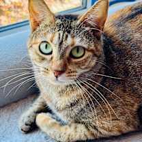 Thumbnail photo of Moxie #4