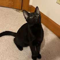 Thumbnail photo of Orchid #2